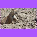 Prairie Dog 2.jpg